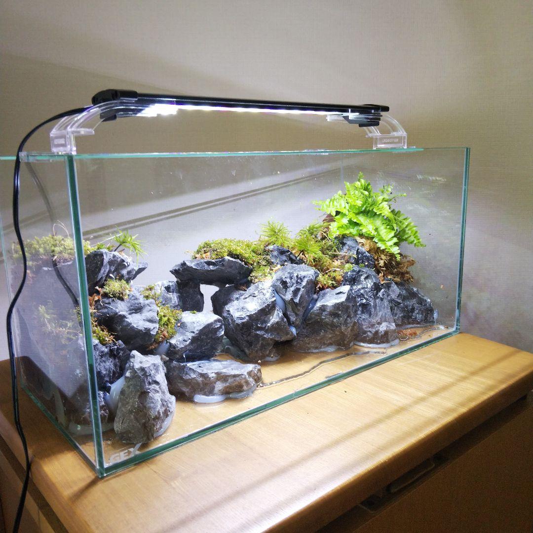 【完成品】アクアテラリウム　カニリウム　イモリウム　苔　水槽　苔テラリウム