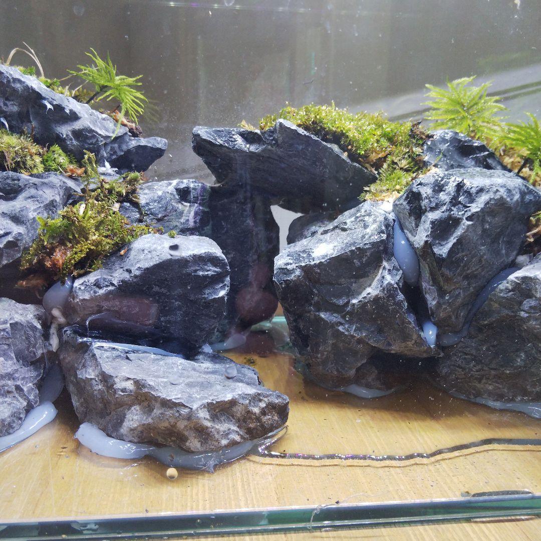 【完成品】アクアテラリウム　カニリウム　イモリウム　苔　水槽　苔テラリウム
