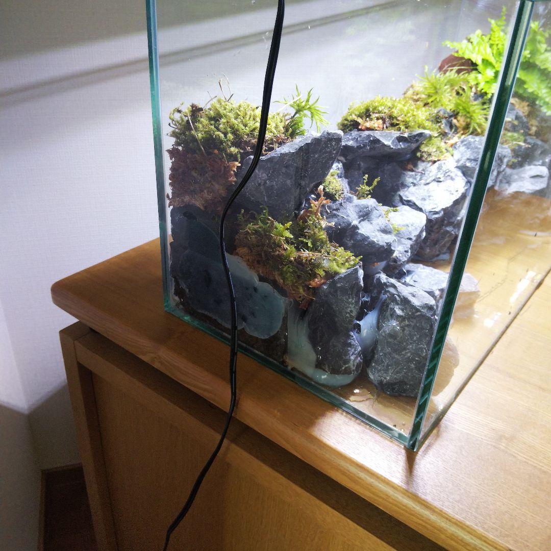 【完成品】アクアテラリウム　カニリウム　イモリウム　苔　水槽　苔テラリウム