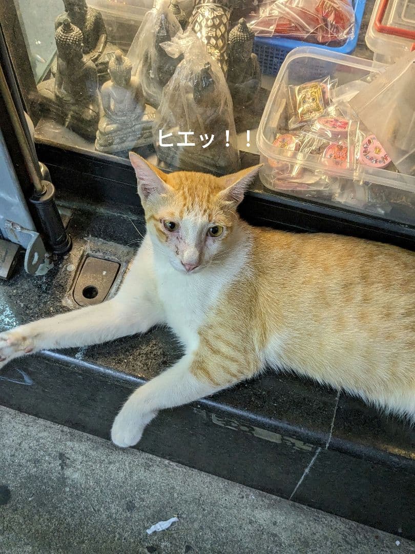 【マジモノ…】動物の〇ちゃんを素材としたプラクルアン？呪物？すごい金運＆幸運…