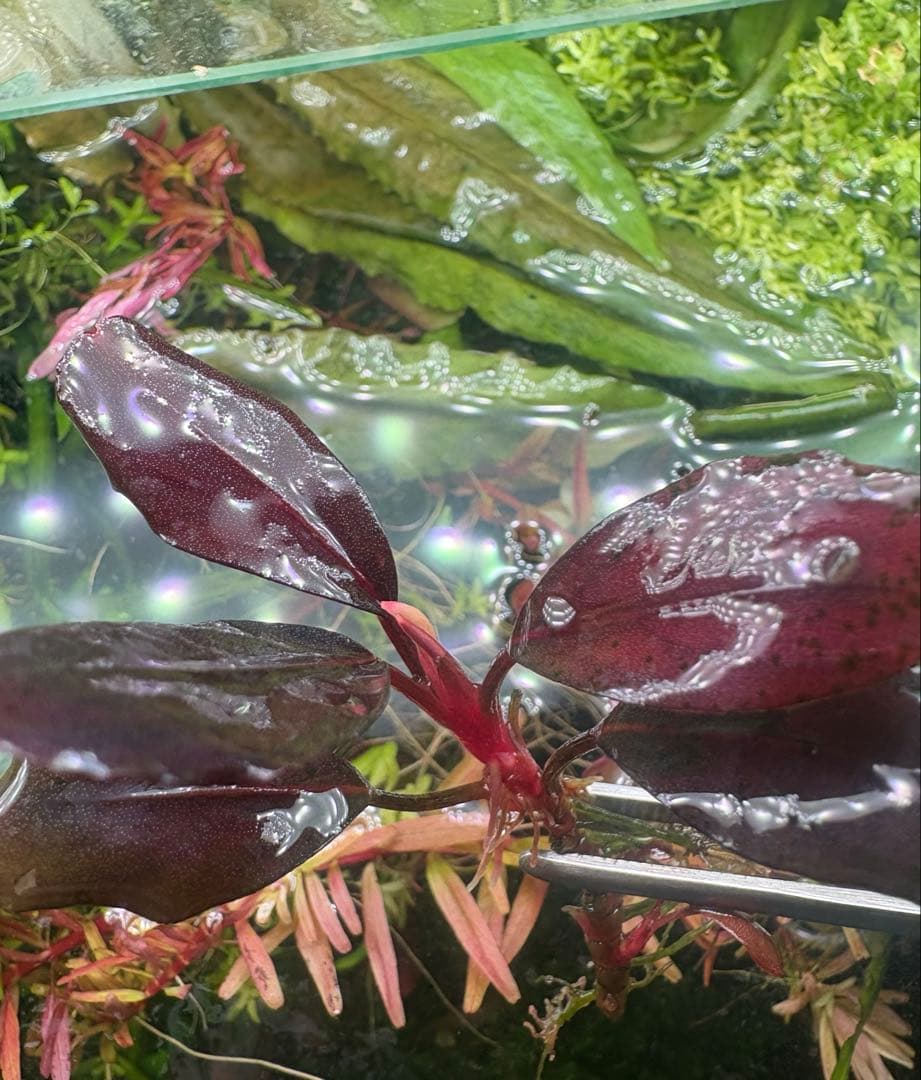 ブセファランドラ deep purple