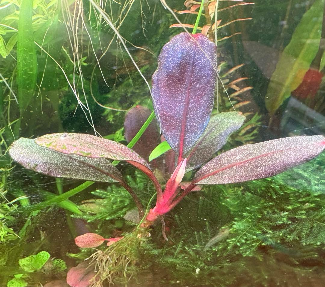 ブセファランドラ deep purple