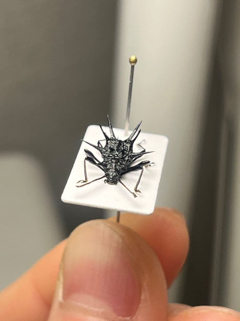 トゲトゲテントウムシダマシ 昆虫標本 Cacodaemonフトタマムシ