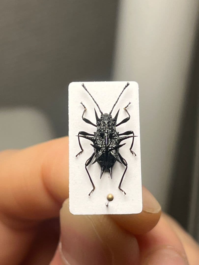 トゲトゲテントウムシダマシ 昆虫標本 Cacodaemonフトタマムシ