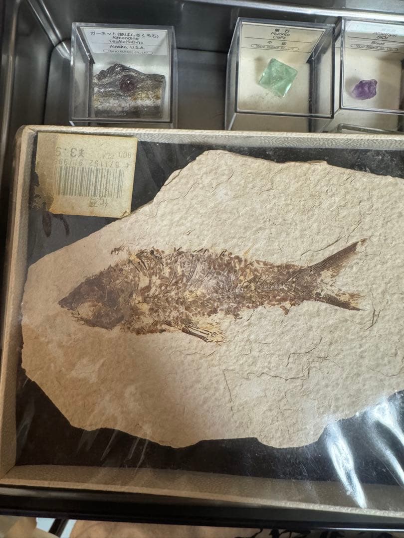 天然石・化石コレクション　まとめ売り