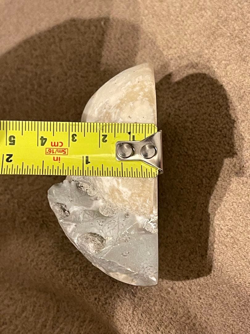 オウムガイ　化石