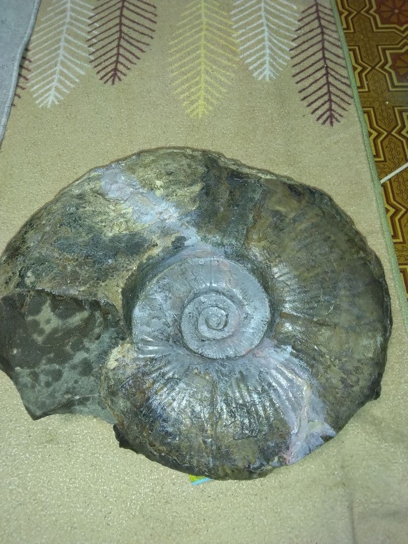 北海道小平町産　プゾシア　アンモナイト　北海道内限定販売です　53cm