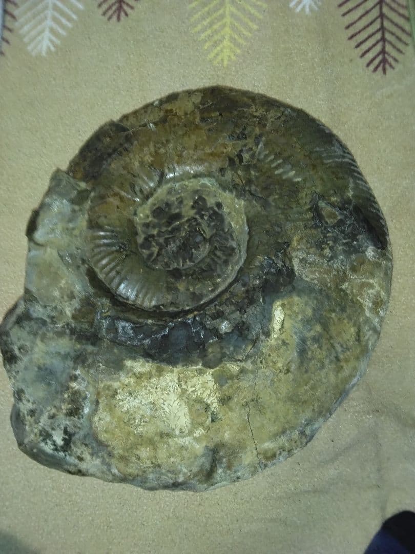 北海道小平町産　プゾシア　アンモナイト　北海道内限定販売です　53cm