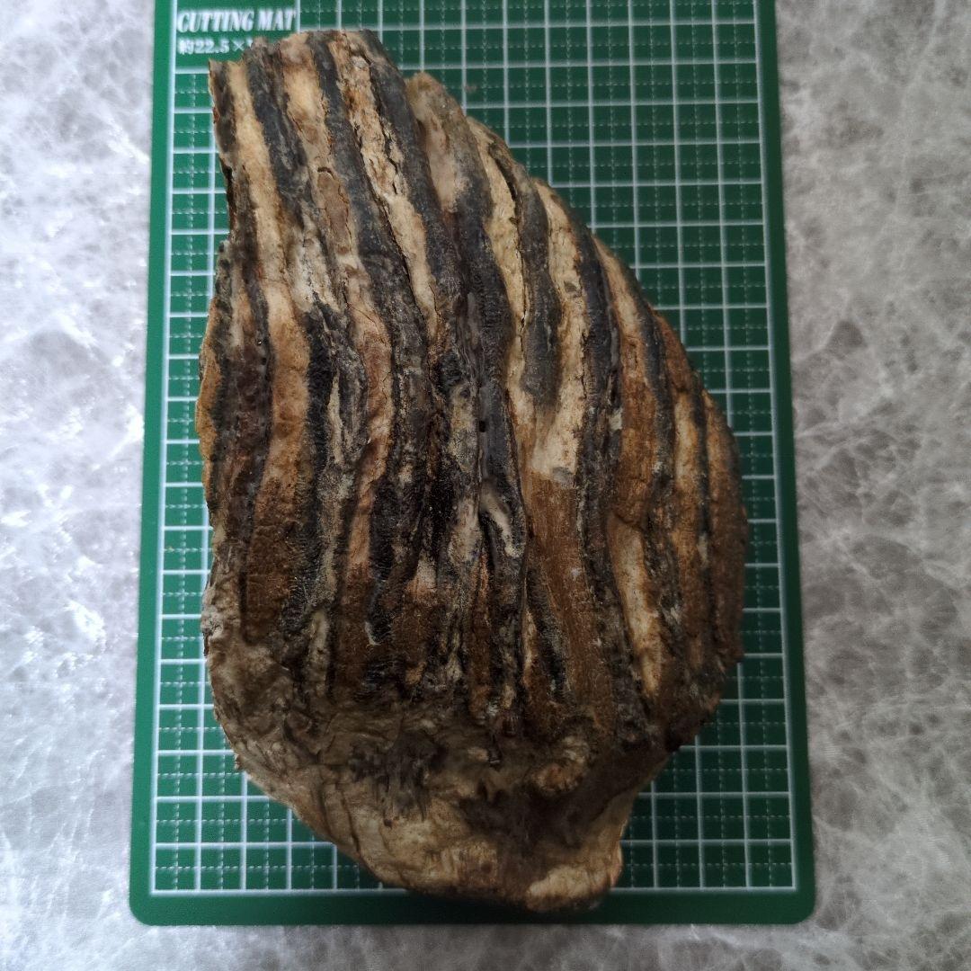 （希少）マンモス ナウマンゾウ 歯化石 臼歯