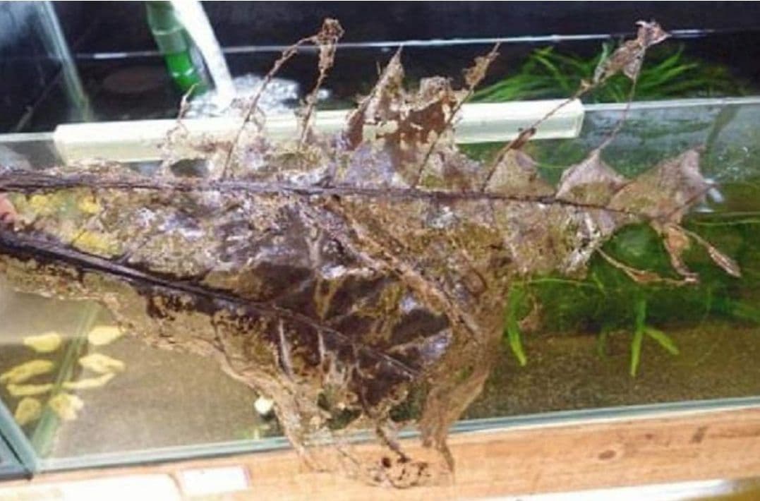 大小様々　無農薬マジックリーフ　天然ももたまな葉　　枚