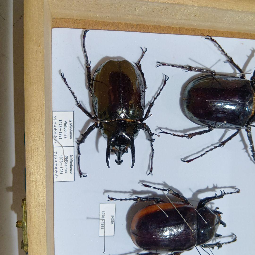 アトラスオオカブト、その他カブトムシ標本