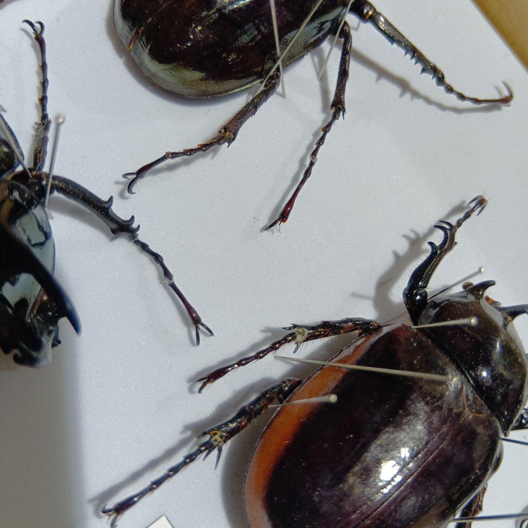 アトラスオオカブト、その他カブトムシ標本