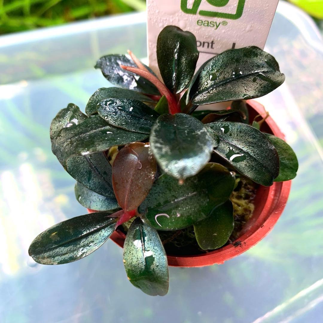 ブセファランドラ sordidula 'Blue' トロピカ社1ポット