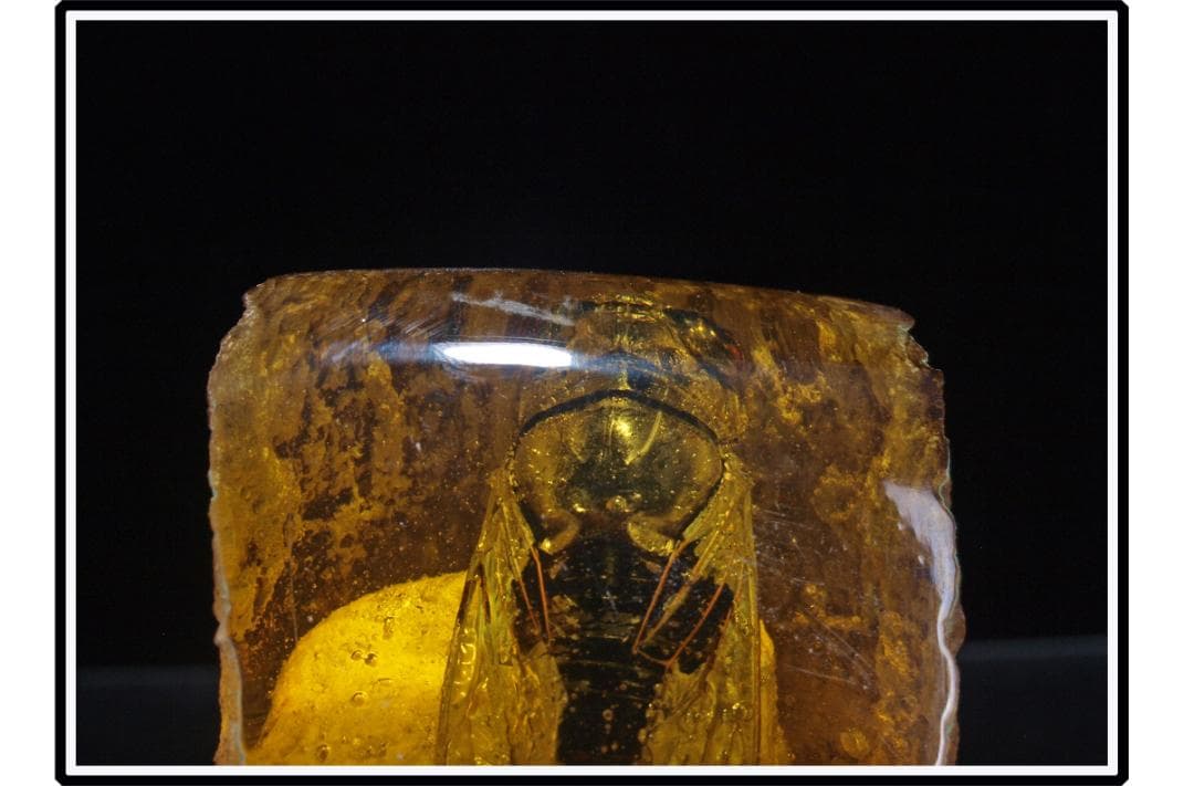 旧家初心だし　中国時代の化石　天然琥珀サソリ古美術 DE1656D4-2