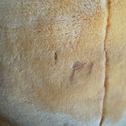 巨大プーさんぬいぐるみ