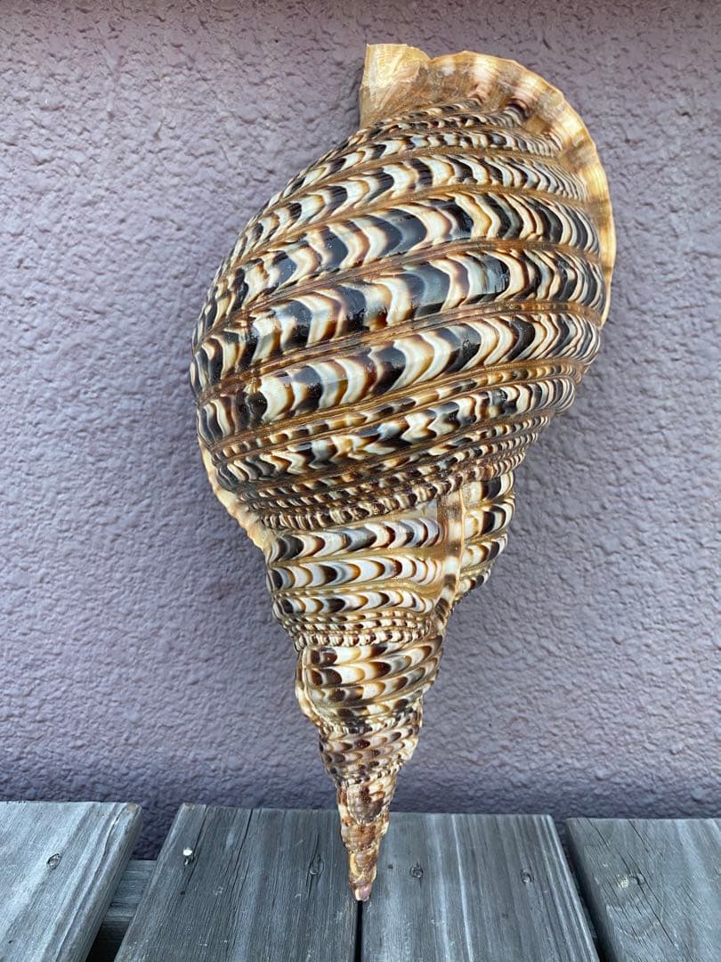 法螺貝　ホラ貝　特大サイズ　38cm 760g 色合いが綺麗　新鮮法螺貝