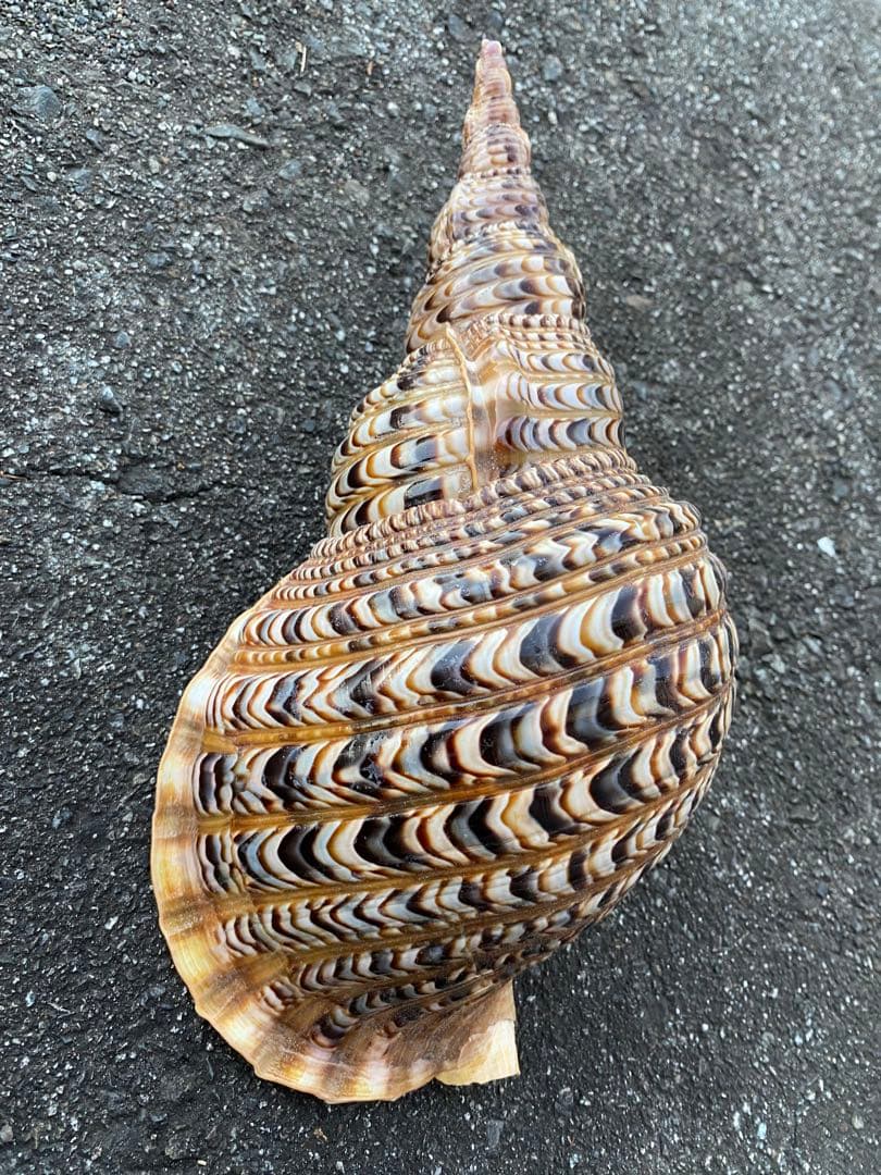 法螺貝　ホラ貝　特大サイズ　38cm 760g 色合いが綺麗　新鮮法螺貝