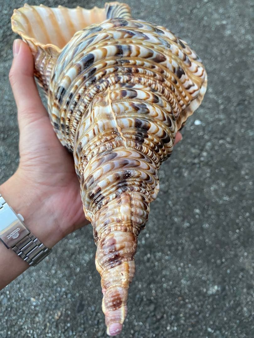 法螺貝　ホラ貝　特大サイズ　38cm 760g 色合いが綺麗　新鮮法螺貝