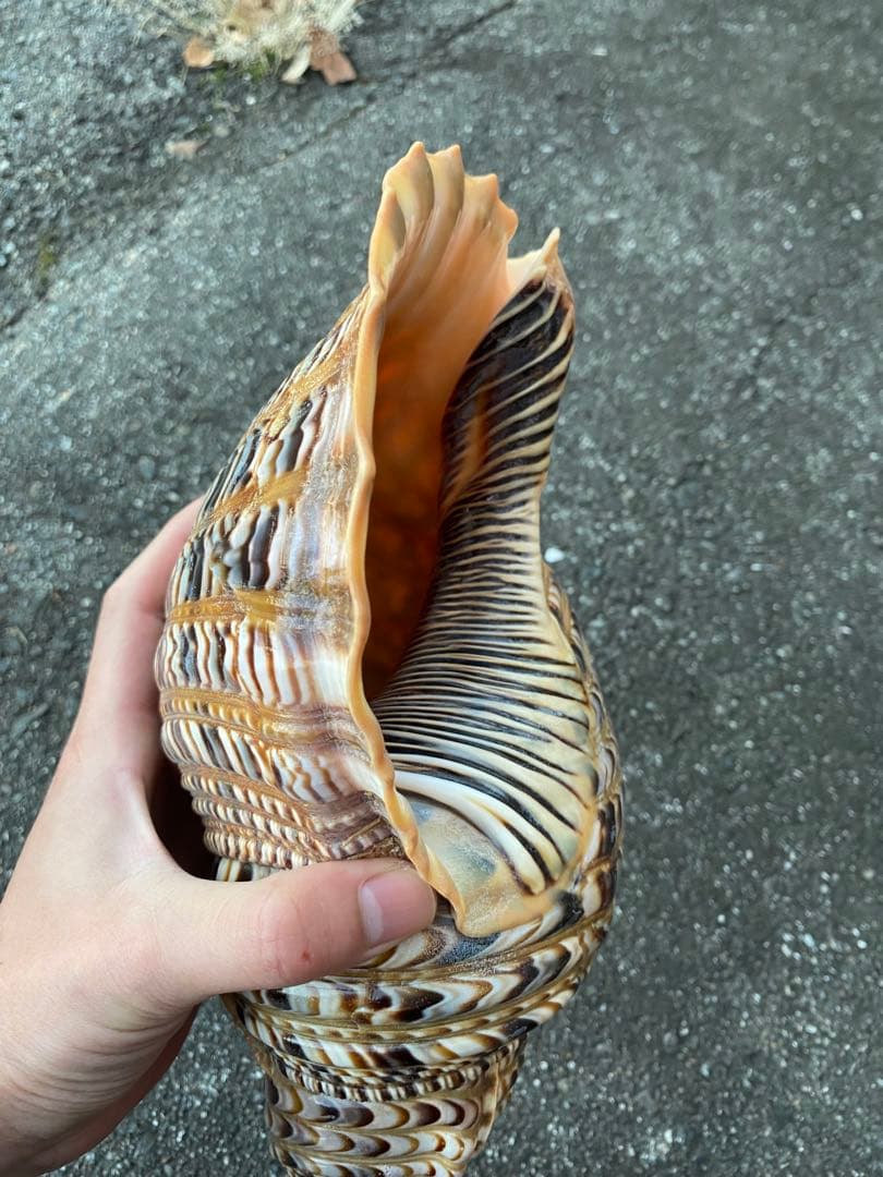 法螺貝　ホラ貝　特大サイズ　38cm 760g 色合いが綺麗　新鮮法螺貝