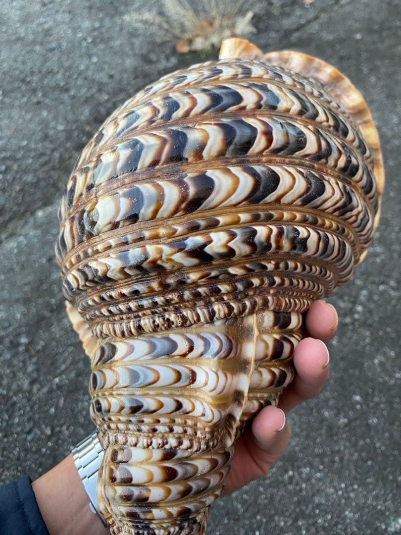 法螺貝　ホラ貝　特大サイズ　38cm 760g 色合いが綺麗　新鮮法螺貝