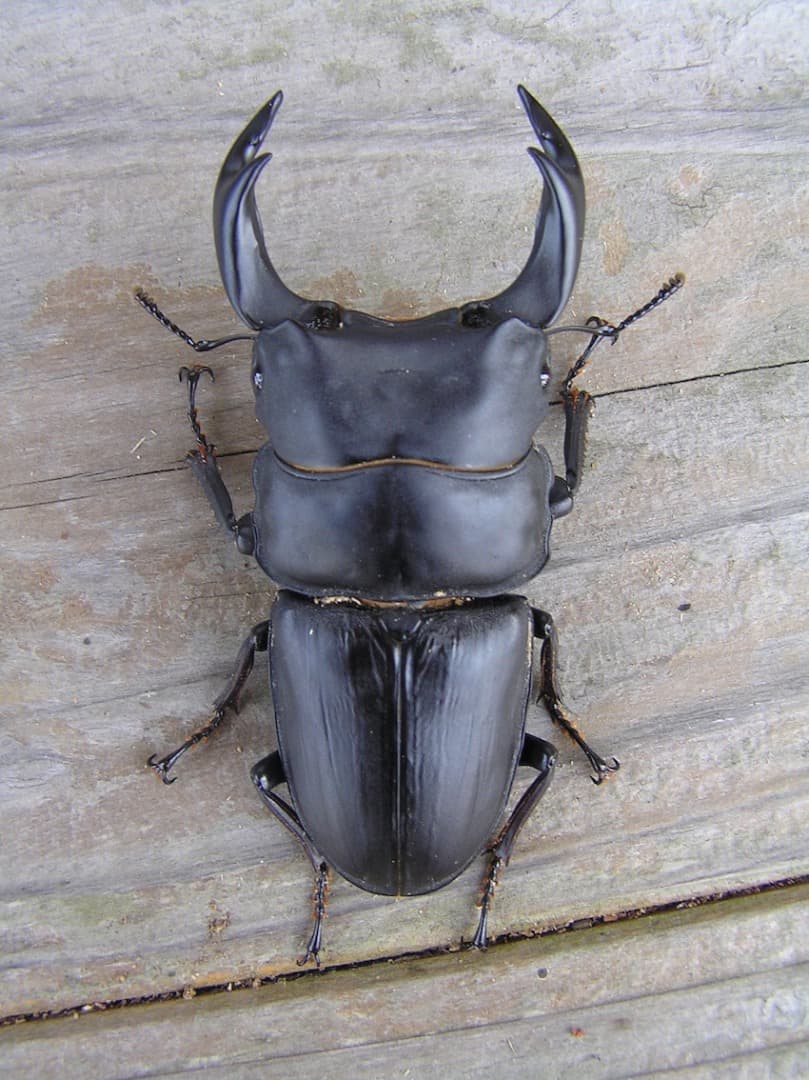 大型・美形クワガタ用　BREED菌糸ビン　NEW1500ml　6本セット／菌糸瓶