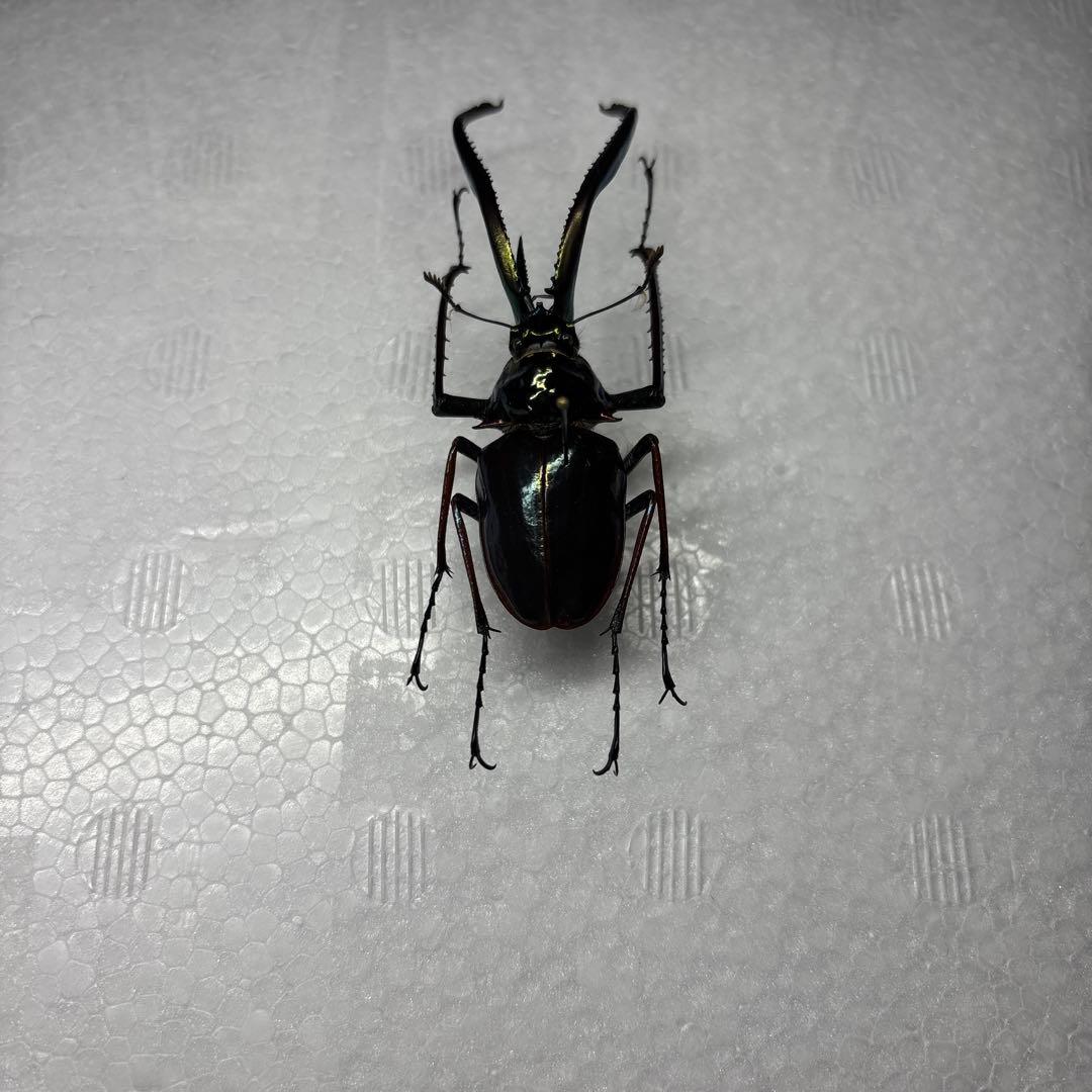 ホロメタリクス　チリクワガタ　標本