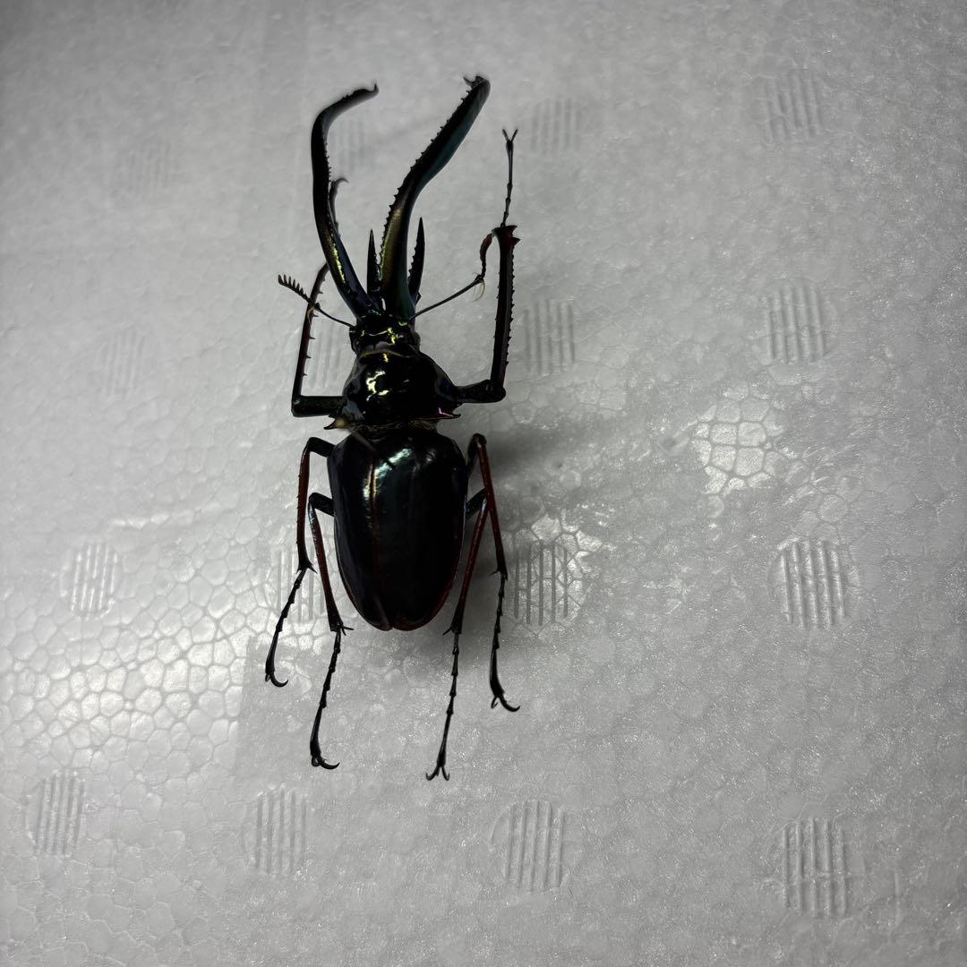 ホロメタリクス　チリクワガタ　標本
