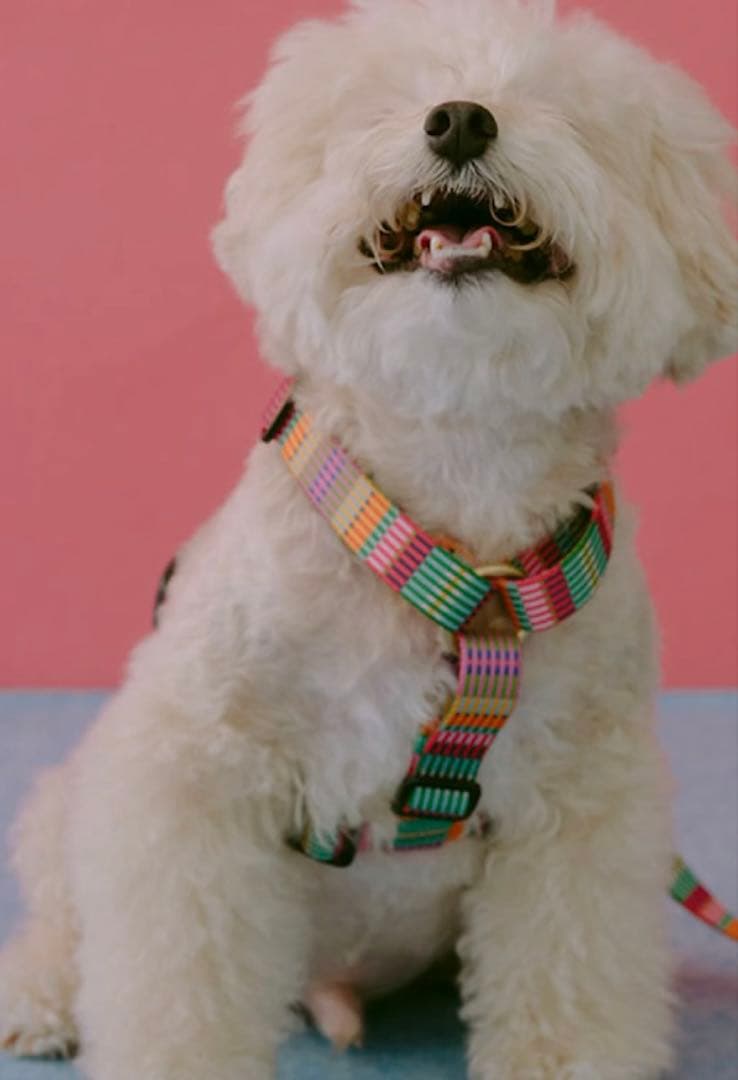 ciiron TOKYO AMY(エイミー) ハーネス