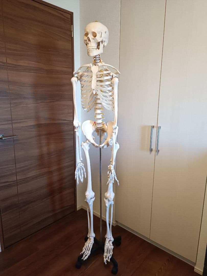 170cm 人体模型 可動関節 等身大 骨格模型 キャスター付 神経根付