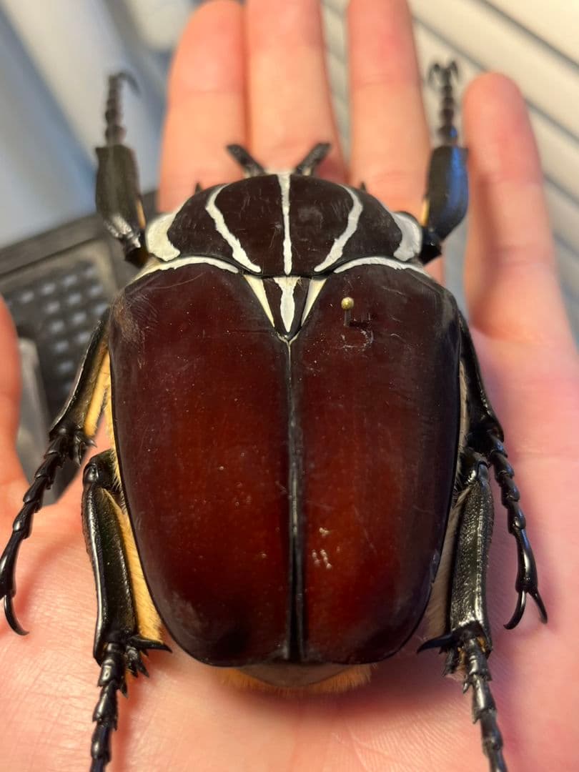 【104mm】ゴライアスオオツノハナムグリWC Goliath 昆虫標本