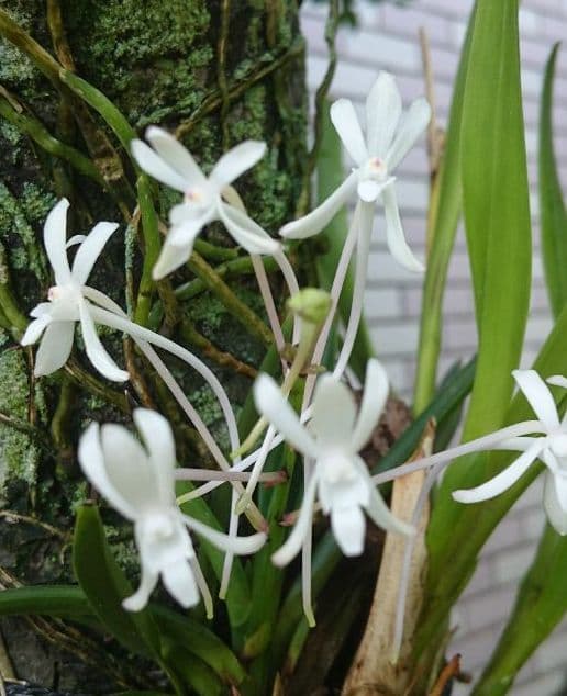 【古伊万理】白磁 輪花猪口