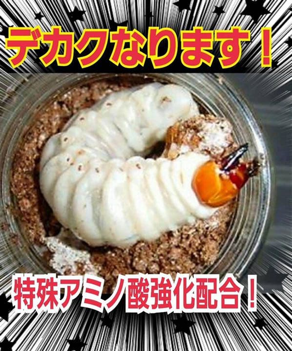 極上！ヒマラヤひらたけ菌糸ブロック【7個】初菌のみ使用！国産オオクワ85ミリ実績