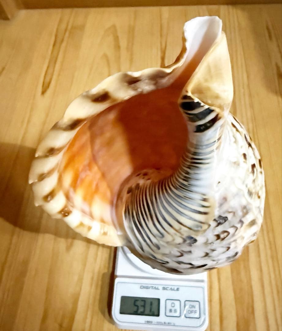 コンパクト修験道法螺貝　山伏　密教　熊よけ　魔除け❣️ホラガイ　ほら貝