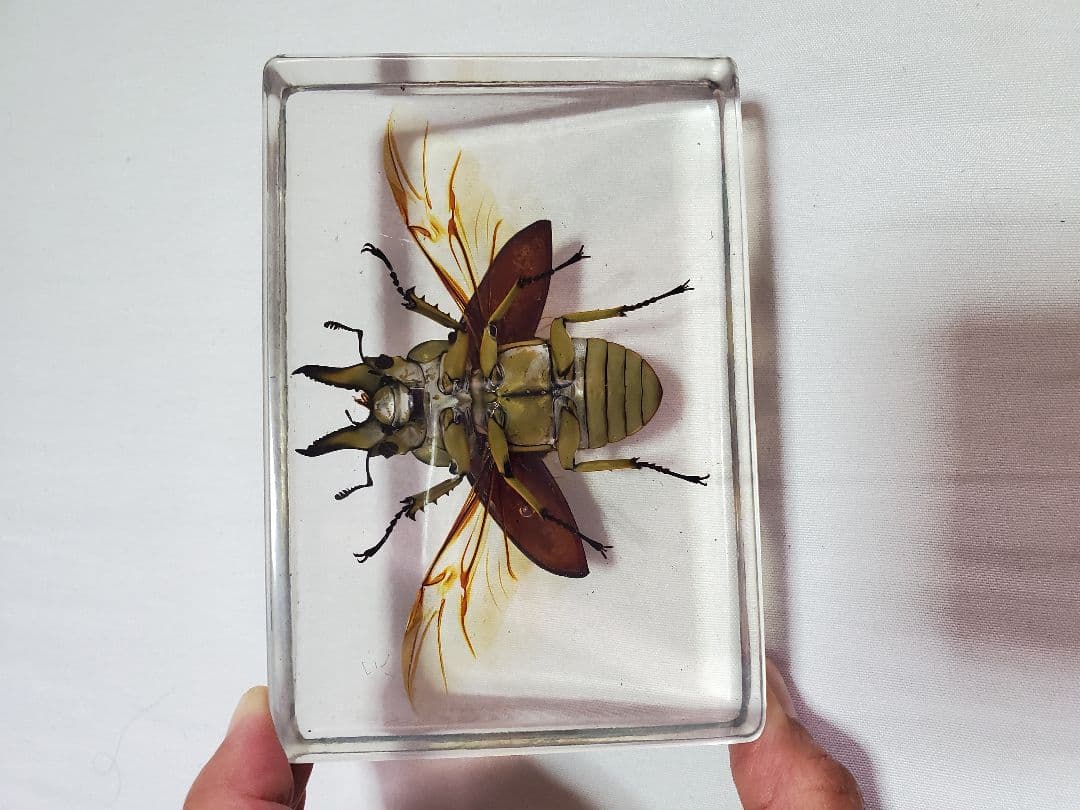 オウゴンオニクワガタ樹脂標本