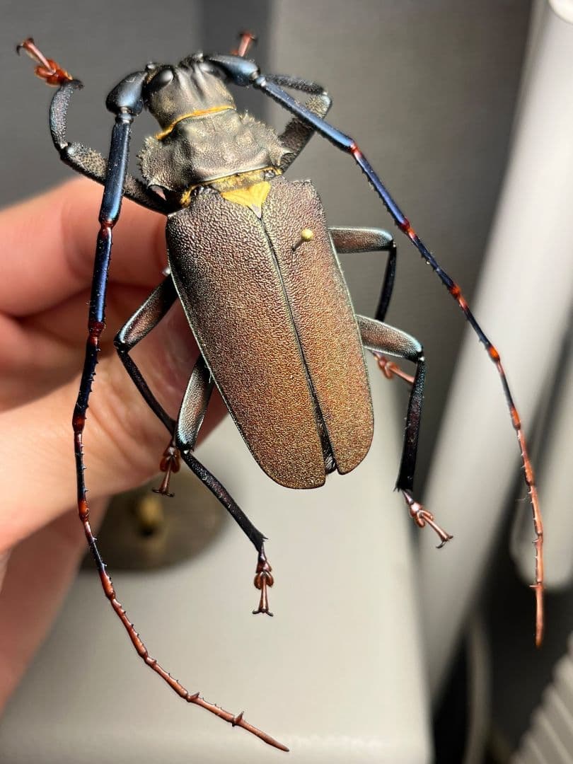【63mm】Mallaspis カミキリ 標本ナンベイオオタガメ ハナムグリ