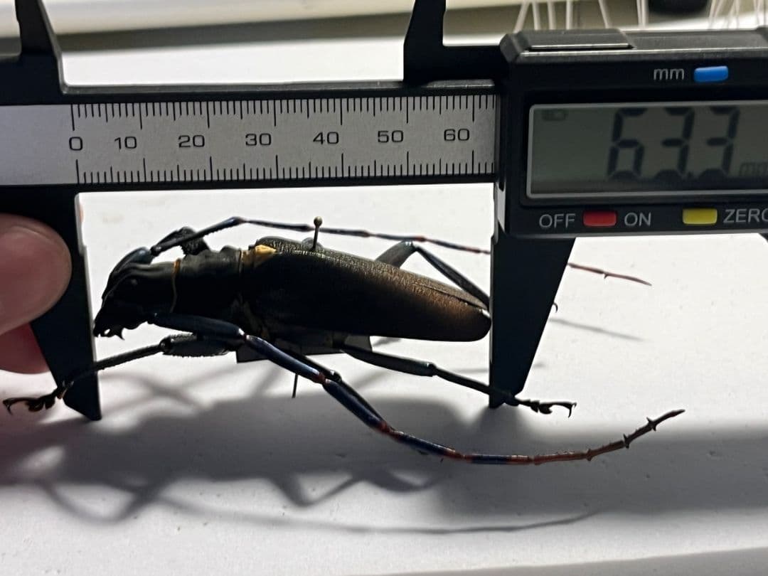 【63mm】Mallaspis カミキリ 標本ナンベイオオタガメ ハナムグリ