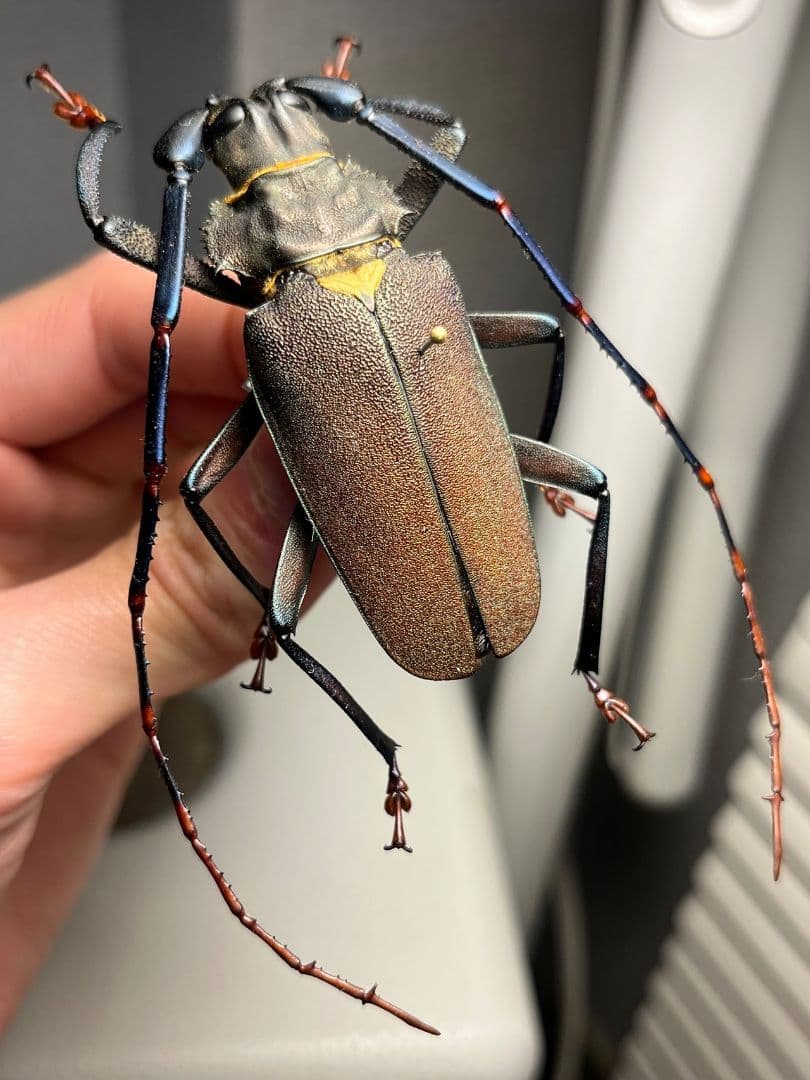 【63mm】Mallaspis カミキリ 標本ナンベイオオタガメ ハナムグリ