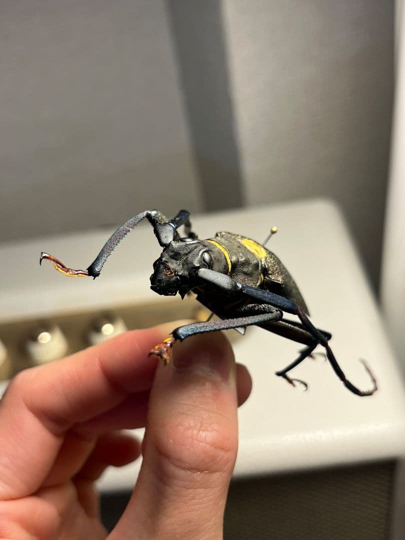 【63mm】Mallaspis カミキリ 標本ナンベイオオタガメ ハナムグリ