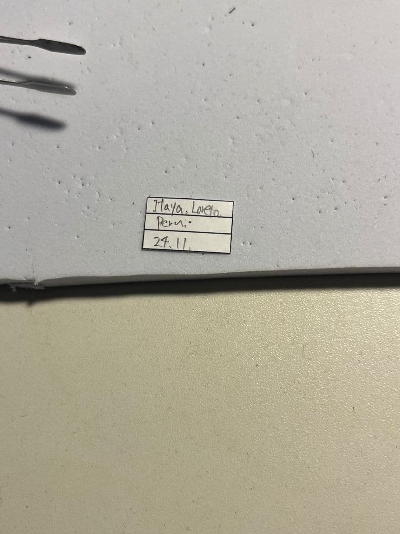 【63mm】Mallaspis カミキリ 標本ナンベイオオタガメ ハナムグリ