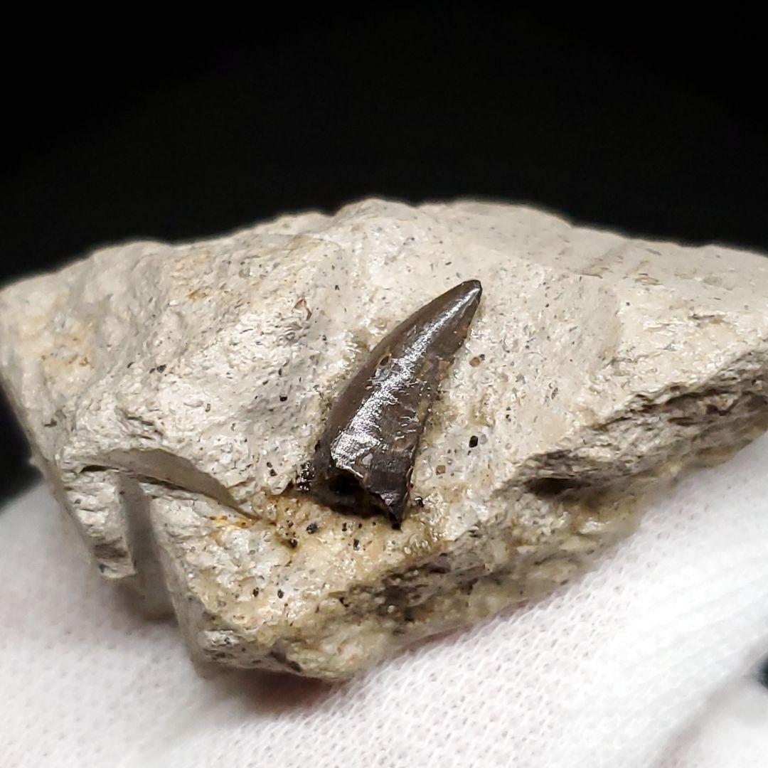 母岩付き ヌテテス 歯 本物 化石 フランス産 45.27mm  fr134