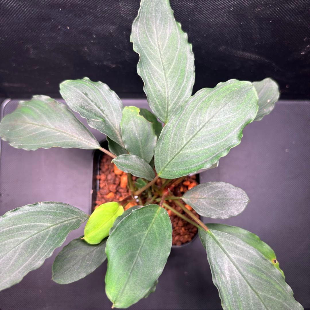 Bucephalandra sp. Pearl gray【TB】　子株