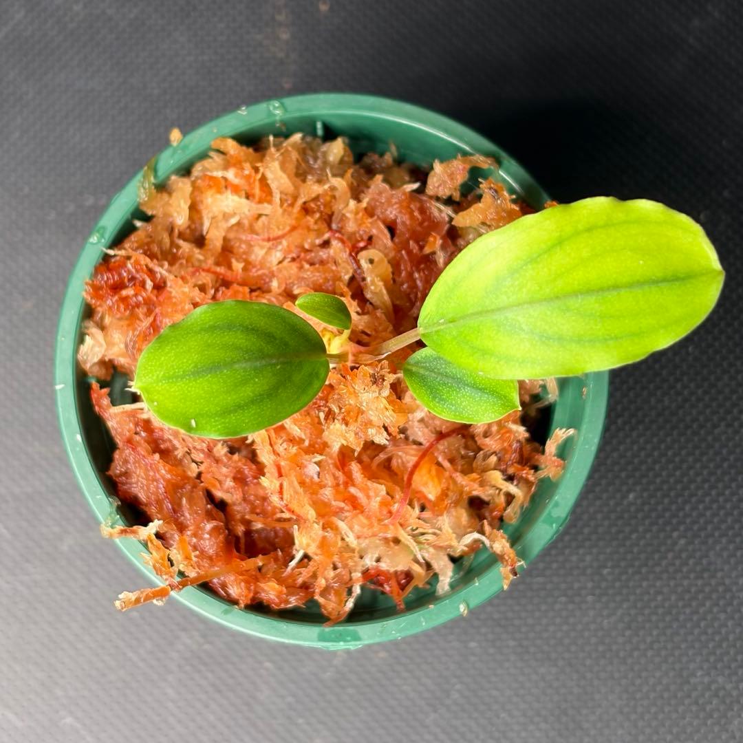 Bucephalandra sp. Pearl gray【TB】　子株