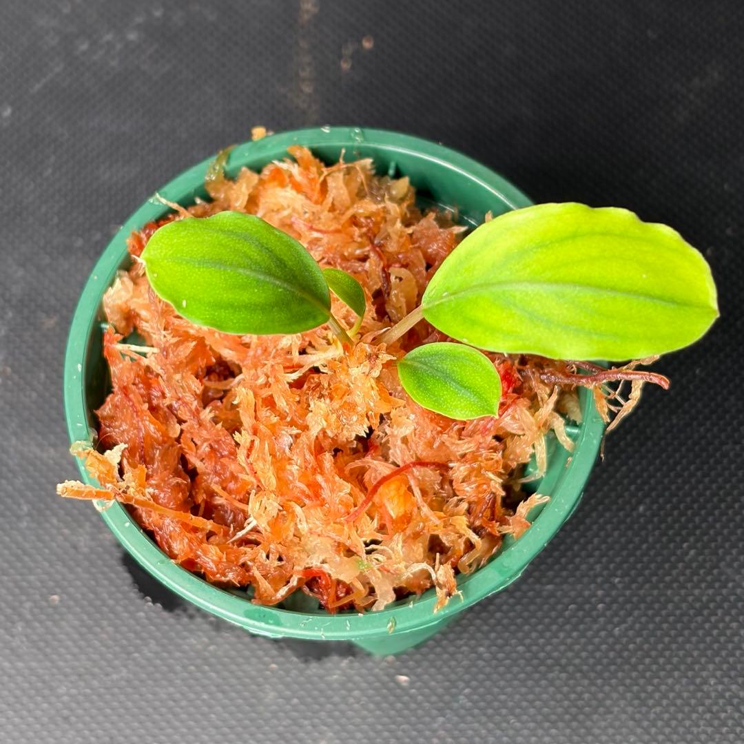 Bucephalandra sp. Pearl gray【TB】　子株