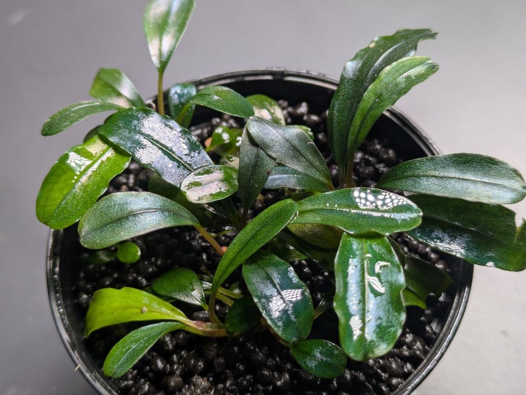 水草 Bucephalandra sp. GT-17B