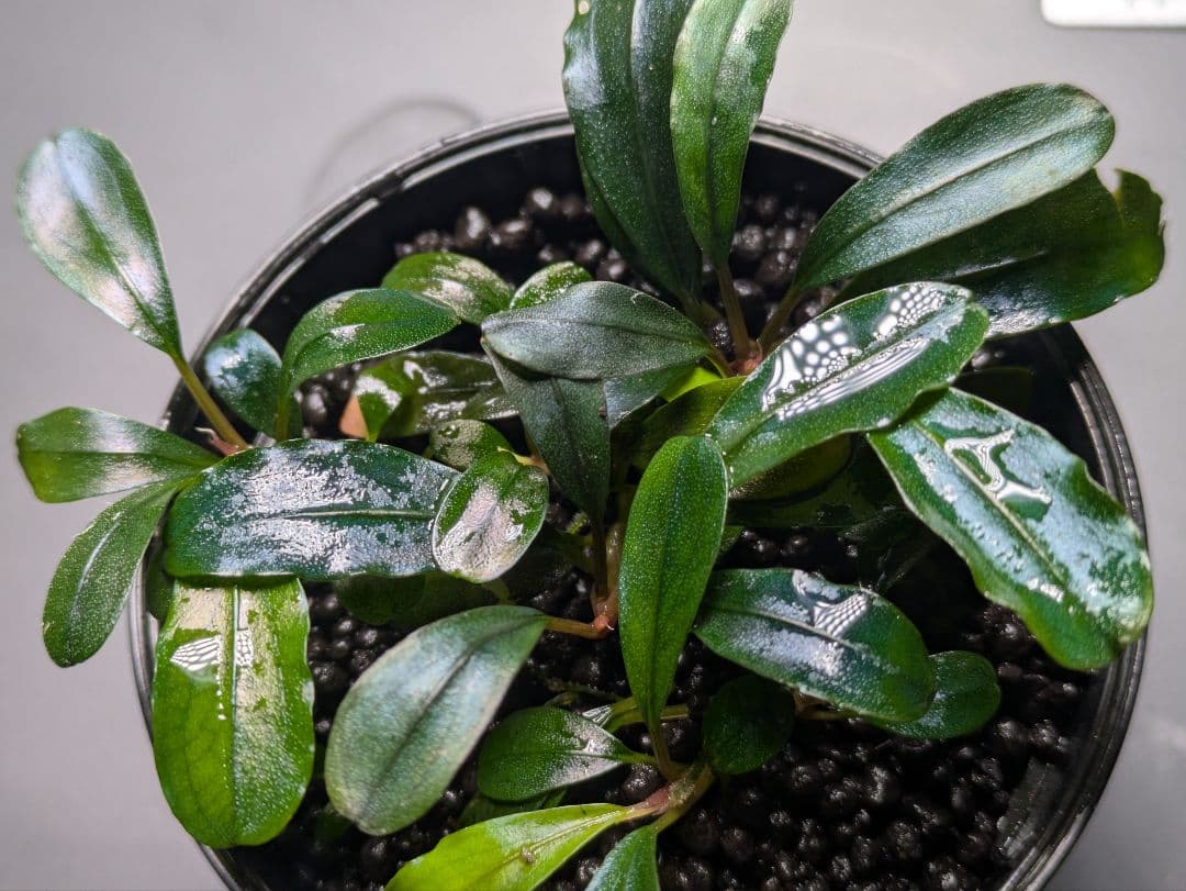 水草 Bucephalandra sp. GT-17B