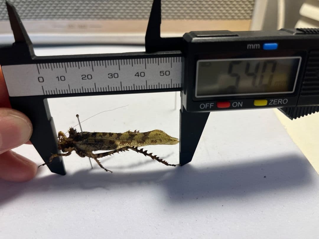 【54mm】サルオガセギスに酷似のOrthoptera sp.キリギリス バッタ