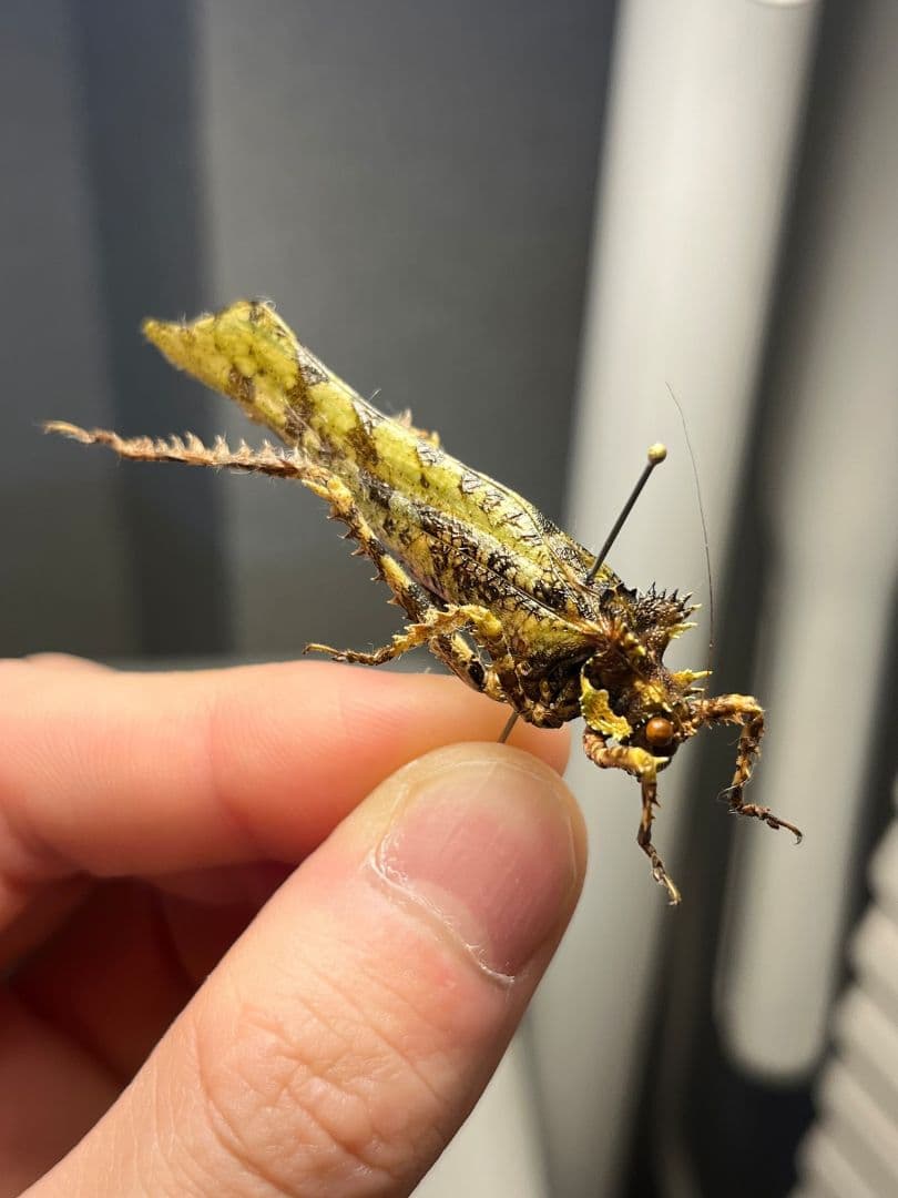 【54mm】サルオガセギスに酷似のOrthoptera sp.キリギリス バッタ