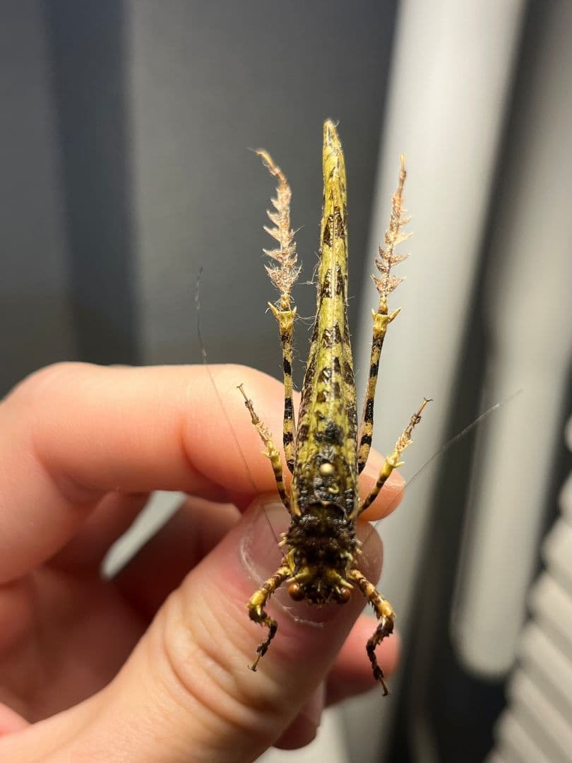 【54mm】サルオガセギスに酷似のOrthoptera sp.キリギリス バッタ