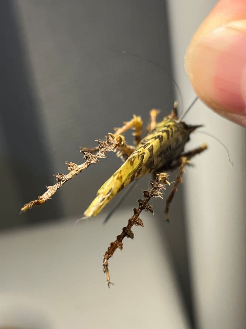 【54mm】サルオガセギスに酷似のOrthoptera sp.キリギリス バッタ