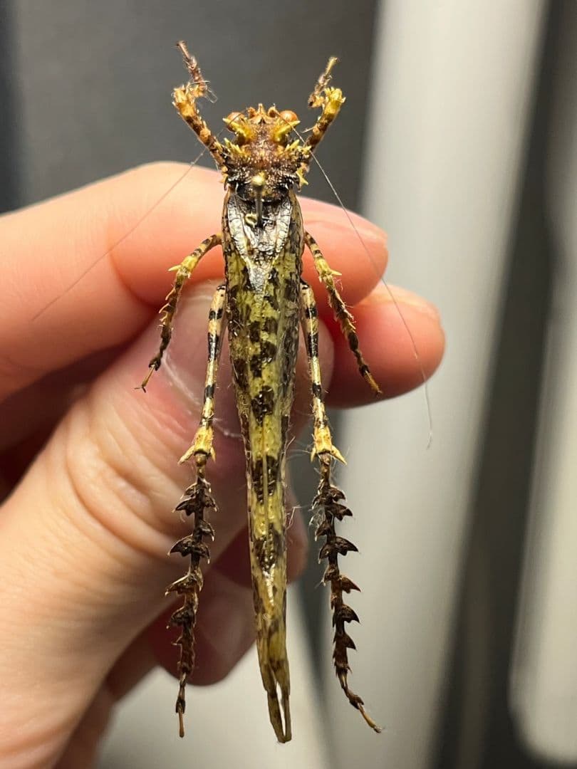 【54mm】サルオガセギスに酷似のOrthoptera sp.キリギリス バッタ